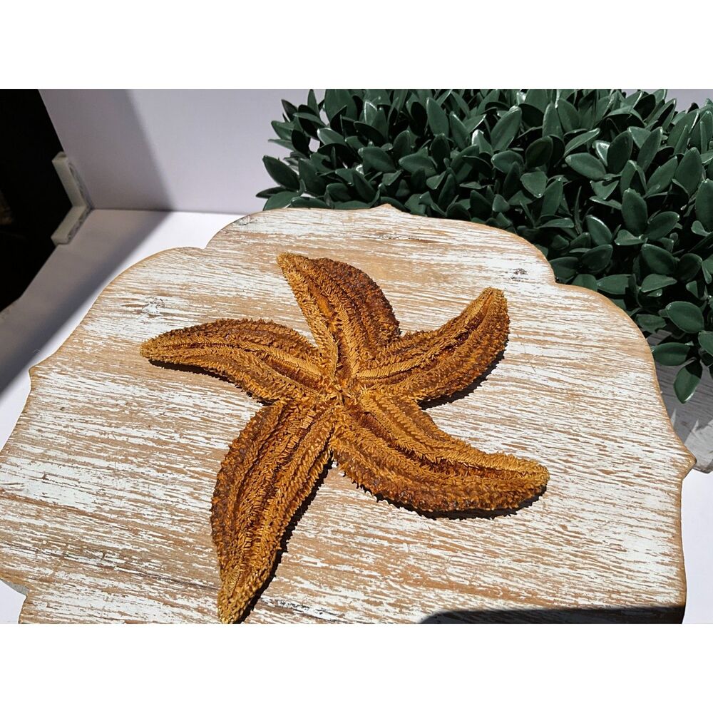 Beautiful Sugar Starfish 6" Coastal decor piece NJ estate sale find must see - Picture 5 of 6